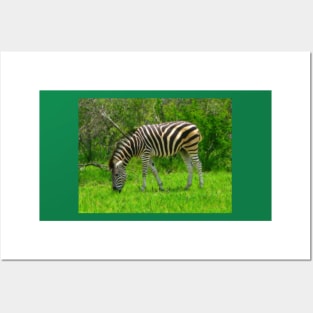 Zebra, Kruger National Park, South Africa Posters and Art